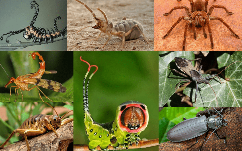 creepy bugs