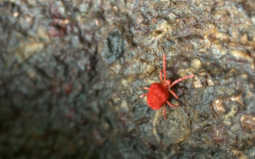 tiny red bugs on concrete